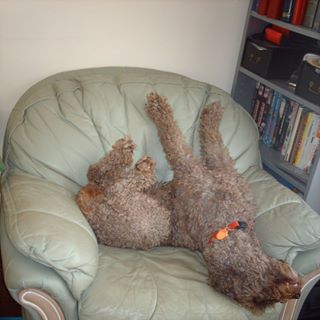 Kay Davies's avatar