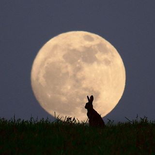 Jo Ireson's avatar