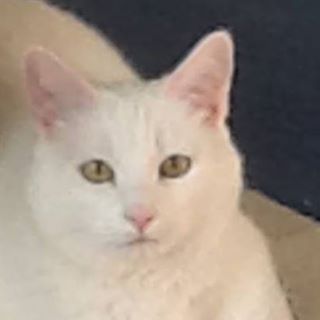 David Merritt's avatar