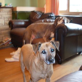 Alison Le Page-bridge's avatar