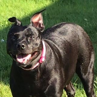 Phill Collins's avatar