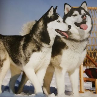 Craig Allison's avatar