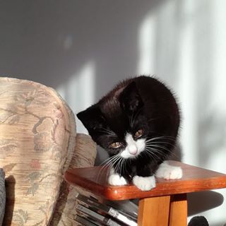 Colin Chase's avatar