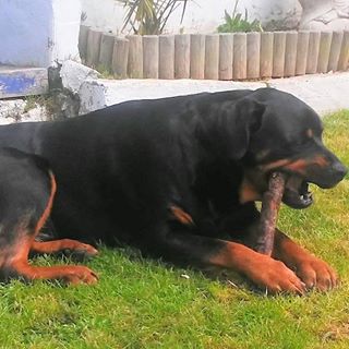 Dave Matthews's avatar