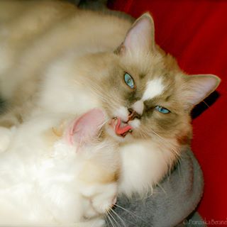 Franziska Beranek's avatar