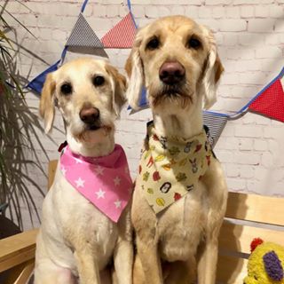 Rosie Devlin's avatar