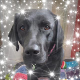 Sharon Cook's avatar