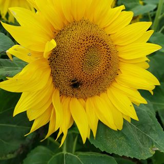 Lesley Gicquel's avatar