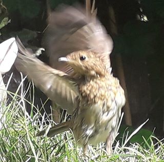 Elise Josephine's avatar