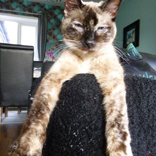 Michelle West's avatar
