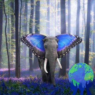 Roshi Chavda's avatar