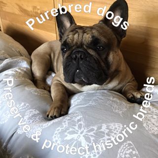 Alice Gibson's avatar