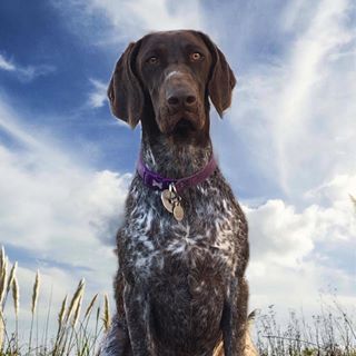 Andrea Boyes's avatar