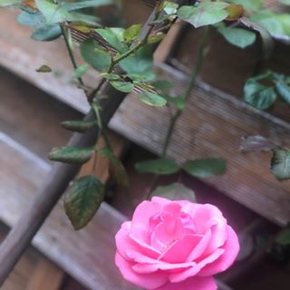 Denise Kirton's avatar