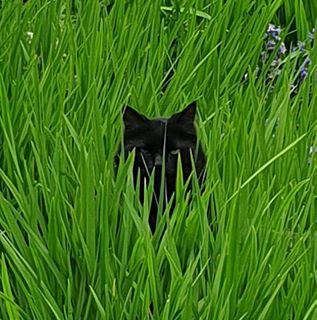 Rosella Fox's avatar