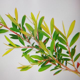 Lynne Gormley's avatar
