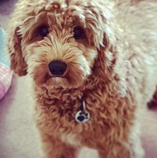 Rachel Johnson's avatar