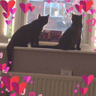 Jane Foulis's avatar