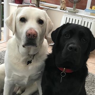 Frances Hunneybel's avatar