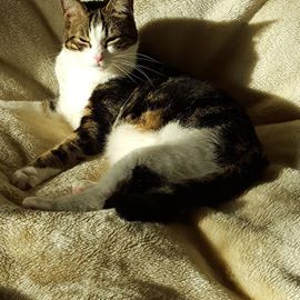 Zoey Sheffield's avatar