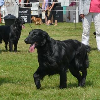 Dorothy Brooks's avatar