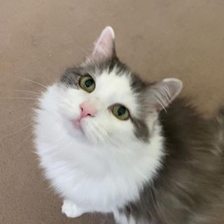 Julia Stansfield's avatar