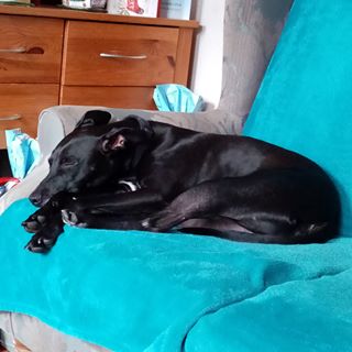 Barbara Williams's avatar