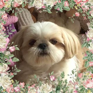 Susan Carol Decroos's avatar