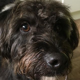 Janice Dick's avatar