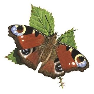 Sue Ward's avatar