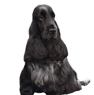 Rosemary Squire's avatar