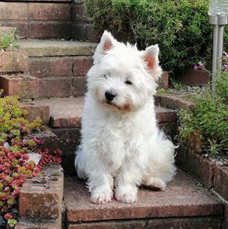 Janet Pearce's avatar