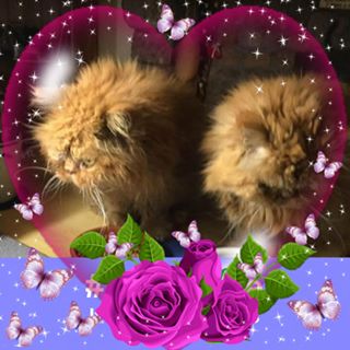 Sandra Hilton's avatar