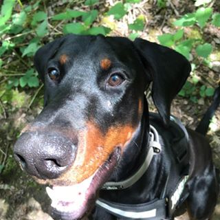 David Woolley's avatar