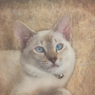 Seymour Schwartz's avatar