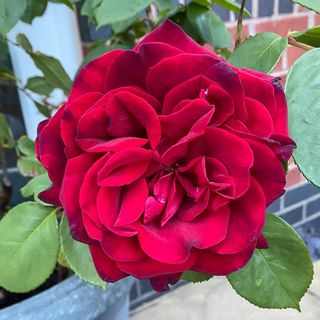 Angela Laurie's avatar