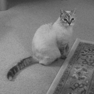 Audrey Strickland's avatar