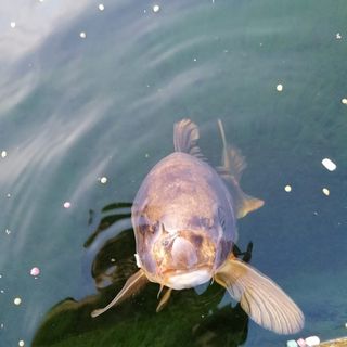 Christopher Christie's avatar