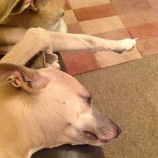 Diana Greig's avatar