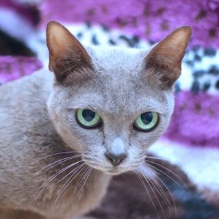 Julie Cherkas's avatar