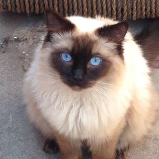 Ginger McKenna's avatar
