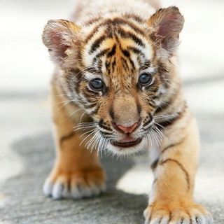 Sylvia Simpson's avatar