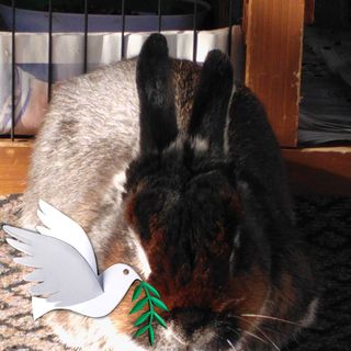 Robin Thynne's avatar