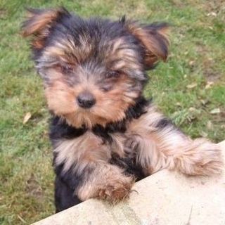 Debbie Balkham's avatar