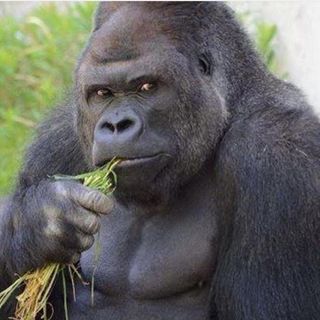 Jenny Cliffe's avatar