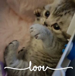 Chelci Hayes's avatar