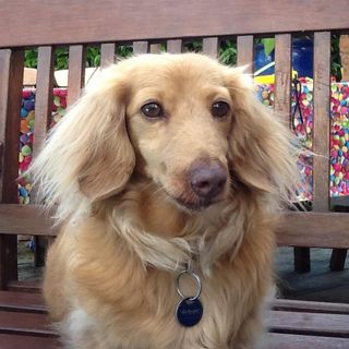 Elizabeth Godfrey's avatar