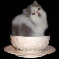 Annie Croot's avatar