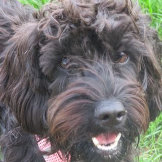 Josephine Baynes's avatar