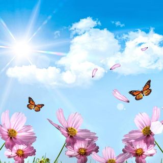 Carol Ryall's avatar